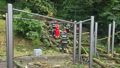 Un tânăr de 27 de ani a murit și o femeie a fost rănită după ce un copac s-a prăbușit peste ei, în Brașov. Primăria susține că arborele era verde, fără indicii de degradare