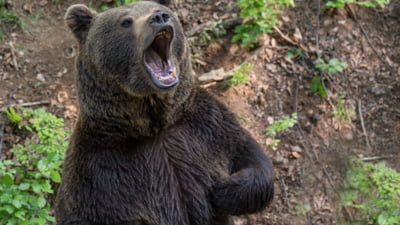 Cioban rănit grav, după ce a folosit o petardă ca să alunge un urs. Unde a avut loc incidentul FOTO