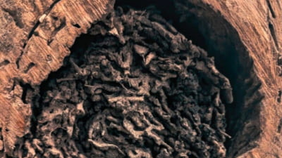 Savanții trag un semnal de alarmă: Creaturi periculoase se încrucișează și se răspândesc rapid VIDEO