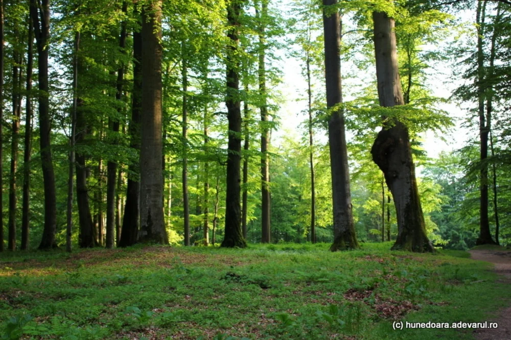 Ikea, acuzată că ar folosi lemn din pădurile seculare ale României: Respectăm legislația și standardele FSC