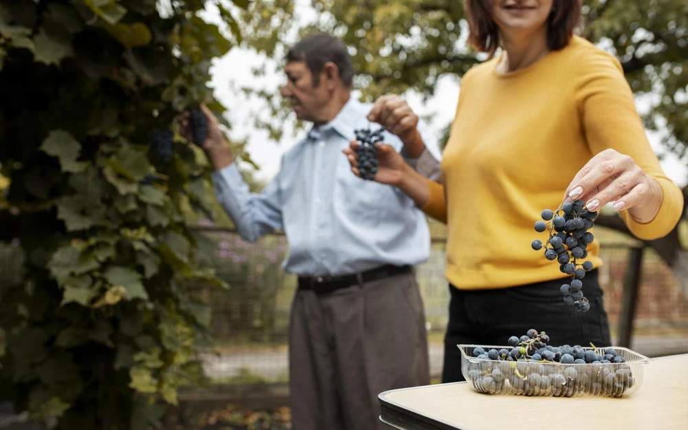 Strugurii, superalimentul românesc al toamnei. Beneficiile spectaculoase asupra sănătății