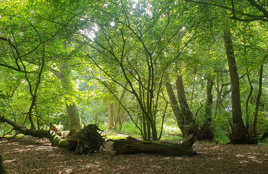 Animalul care reapare în Europa după 400 de ani de absență: surprins în timp ce își construia adăpostul și strângea provizii pentru iarnă