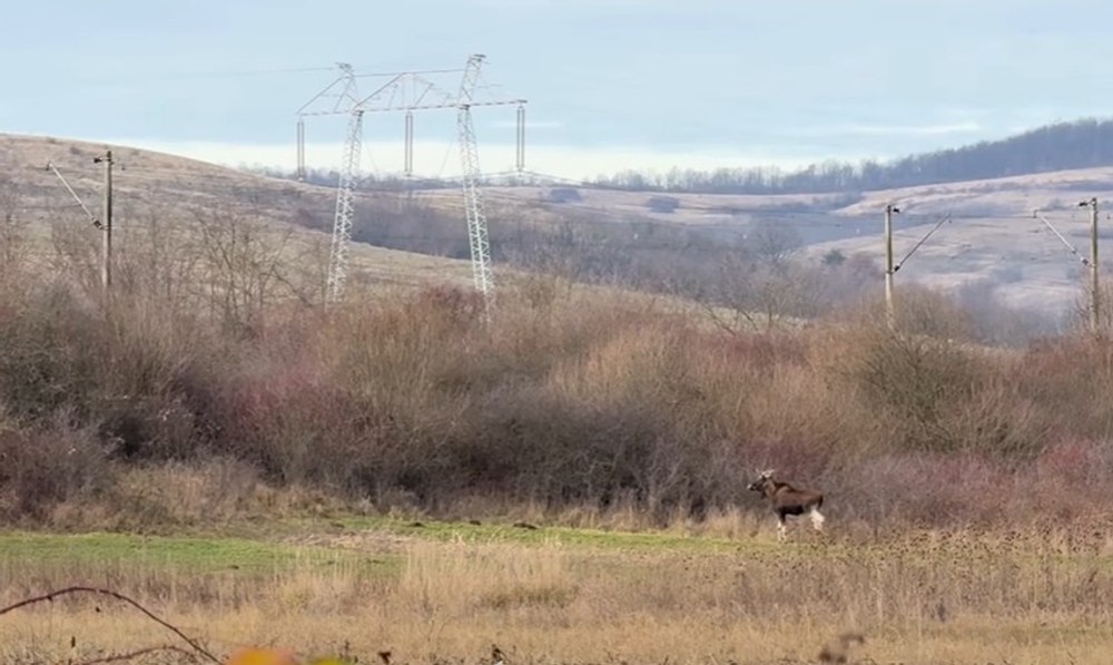 Un animal misterios dispărut din România, surprins în pădurile județului Hunedoara. Ce spun specialiștii despre descoperirea neașteptată
