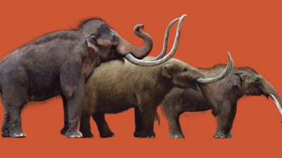 Cum își construiau locuințele din oase de mamut oamenii care trăiau pe teritoriul Ucrainei acum 18.000 de ani