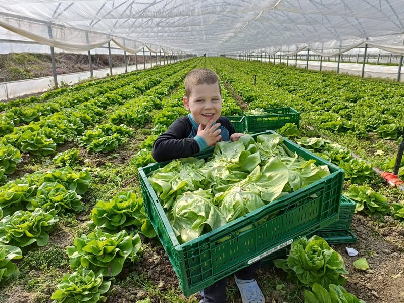 Fermierii au o idee simplă care poate salva hrana românească: „Clientul poate cu un singur click să vadă de unde este roșia”