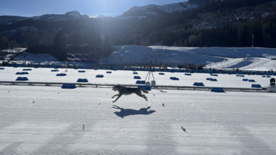 Un câine a făcut senzație la Jocurile Olimpice: a sprintat spre finiș, alături de sportive VIDEO