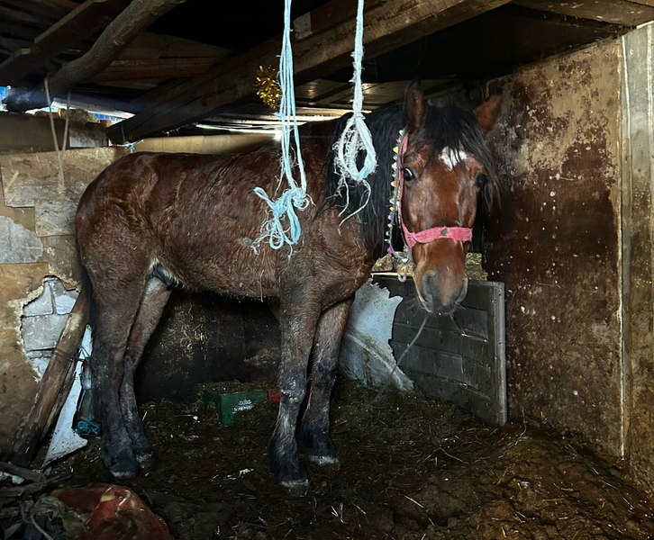 Individul care și-a incendiat calul acum cinci ani a comis noi atrocități. Și-a spânzurat câinele și a bătut un alt animal: „Șocant și inacceptabil”