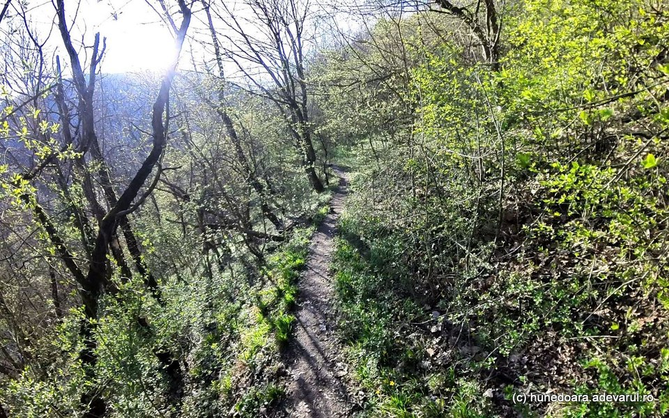 Comisia Europeană: Pădurile și mlaștinile ar putea deveni noua linie de apărare a Europei