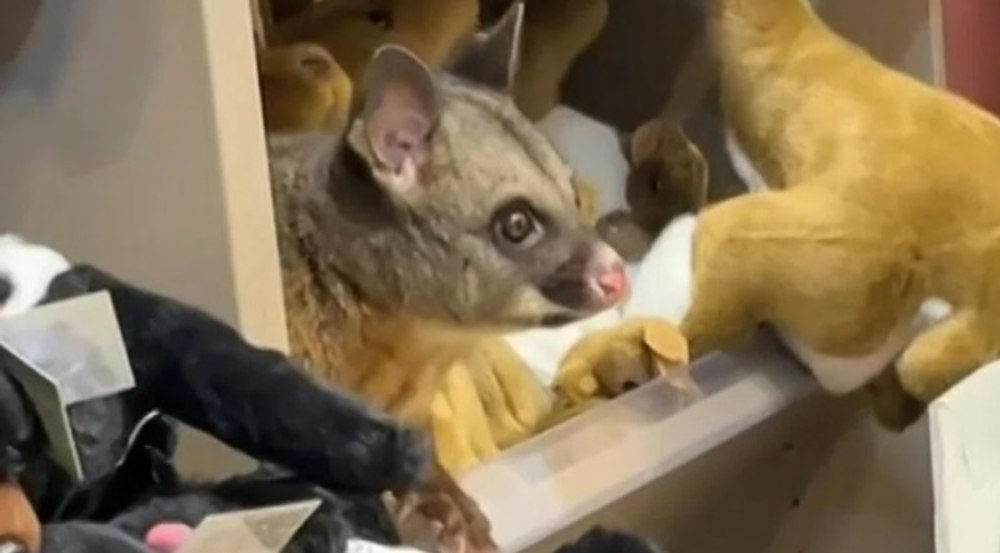 Descoperire neașteptată într-un aeroport din Australia: un oposum real, confundat cu jucăriile de pluș într-un magazin de suveniruri