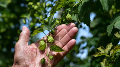 O plantă ignorată de fermieri a ajuns să coste 1.000 euro/kg, după ce a devenit o delicatesă în restaurante