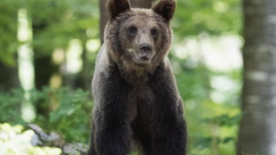 Un bărbat de 34 de ani ar fi fost ucis de un urs la ieșirea dintr-o localitate din Sibiu. Poliția a deschis o anchetă