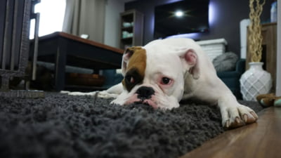 Reguli dacă ai câine sau pisică la bloc: e nevoie de acordul vecinilor sau asociației de proprietari în unele orașe din România, iar amenzile diferă în funcție de localitate