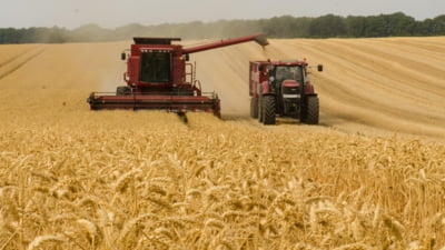 Seceta lovește deja în culturile fermierilor români:  „În loc să avem 40-45 de boabe pe un spic, avem 20”