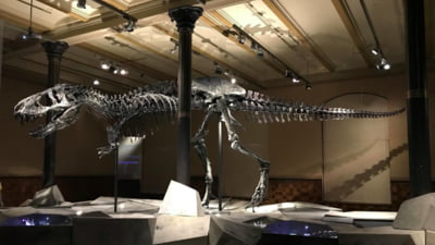 Dinozaurii au devenit noul lux al miliardarilor. De ce oamenii de știință privesc fenomenul cu îngrijorare