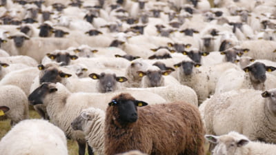 Finanțări de până la 50.000 de euro pentru crescătorii de ovine. Ce condiții trebuie să îndeplinească fermele