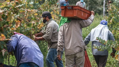 Sclavie modernă în Italia. Descoperirea a 15 români plătiți cu 2 euro pe oră duce la o anchetă parlamentară